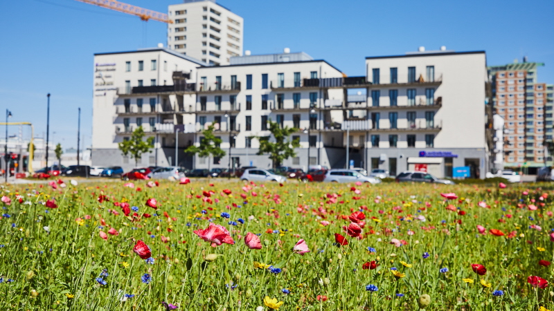 Huset Blicken och husen runt Poseidons torg med blommande äng och lyftkran längs med Eskilsstråket i Handen.
