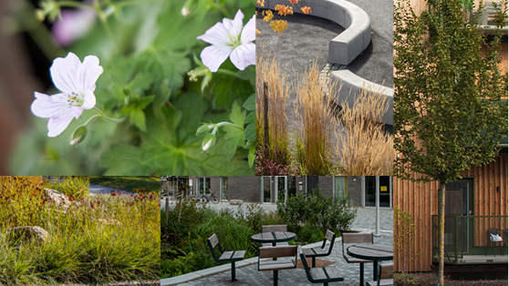 kollage med bilder på vit blomma, grönskade snår, slingrande sittplatser i betong, bord och stolar och ett lövträd