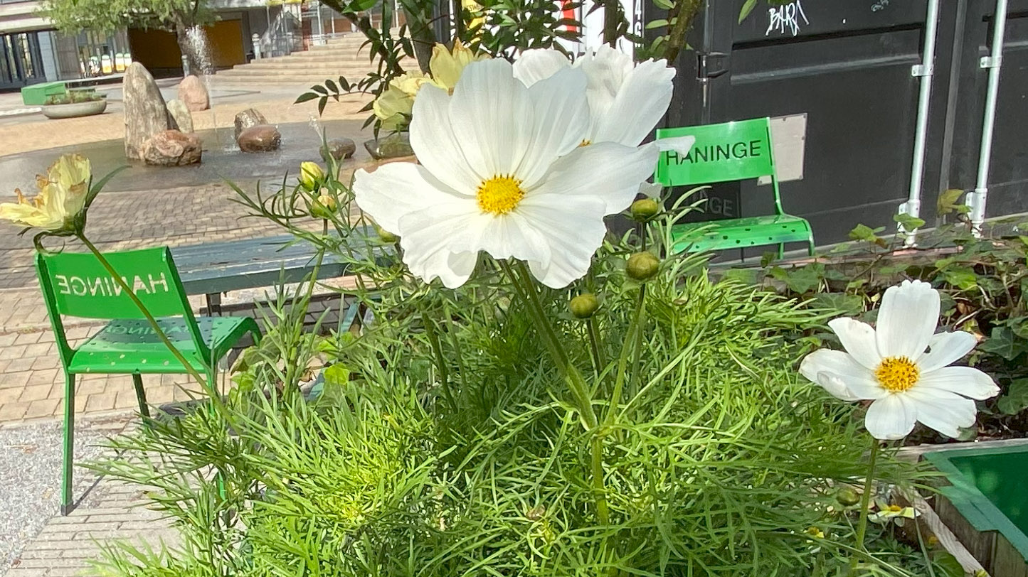 Vit rosenskära i full blom