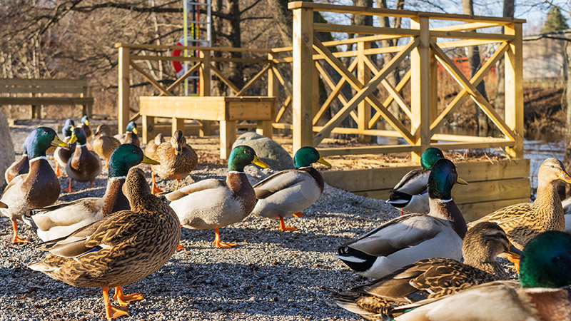 Änder på land vid bryggan i Gudö park
