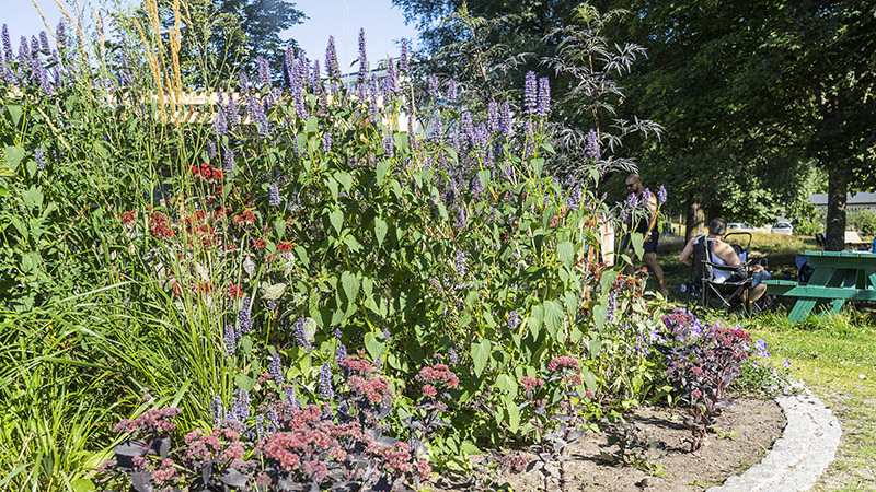 Blomrabatt i köksträdgården i Höglundaparken i Jordbro