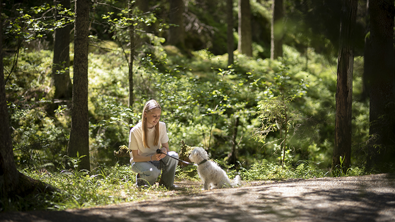 Promenad med hund i Tyresta